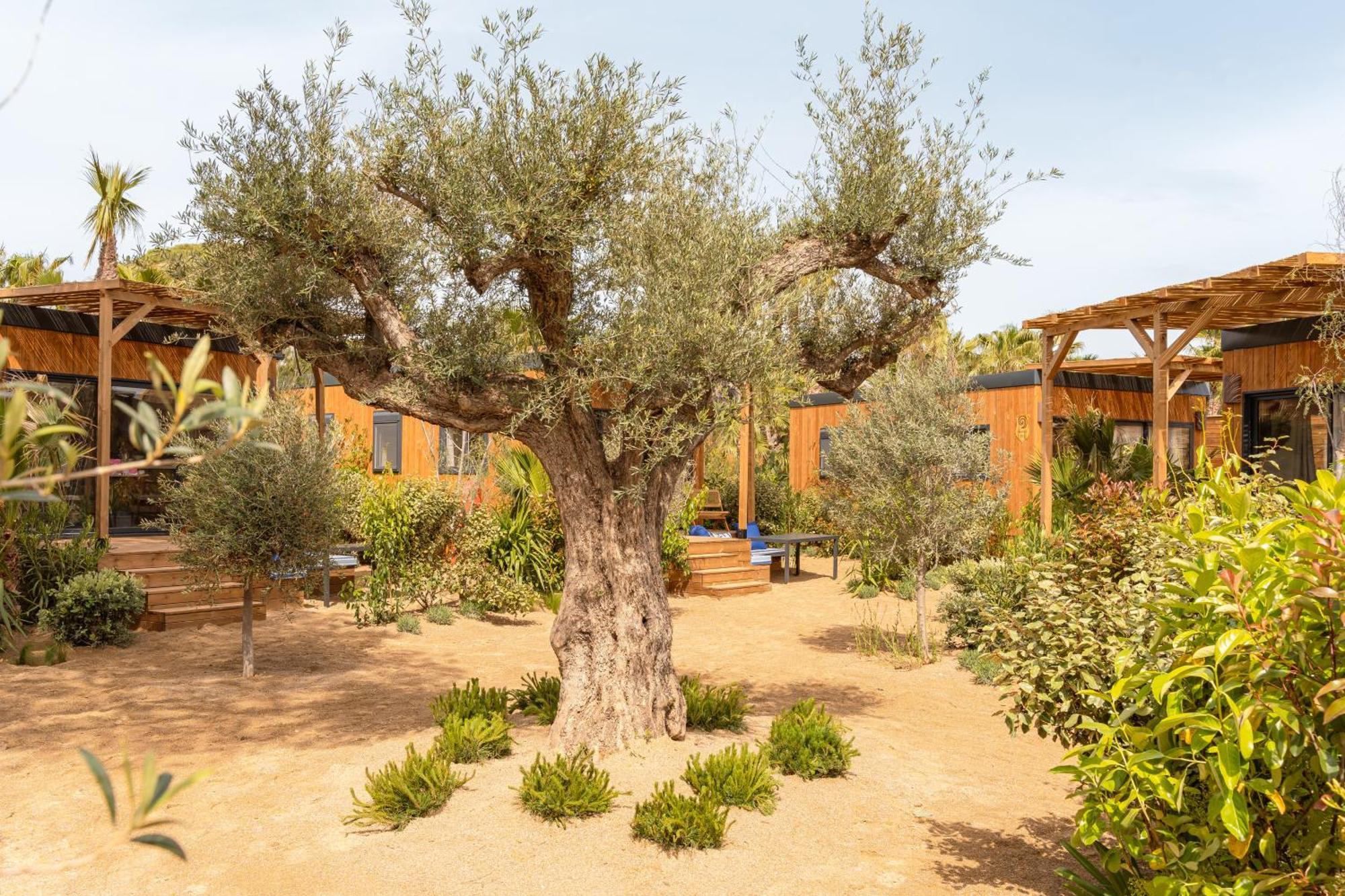 Toison D'Or Hotel Ramatuelle Eksteriør billede Olive trees in the garden of the hotel